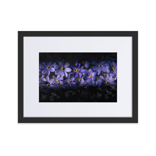 Blue Hepatica Matte Paper Framed Poster With Mat
