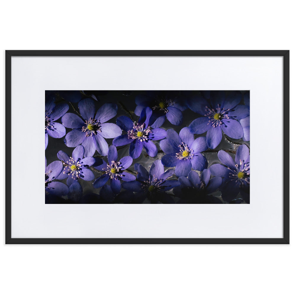 Blue Hepatica Matte Paper Framed Poster With Mat