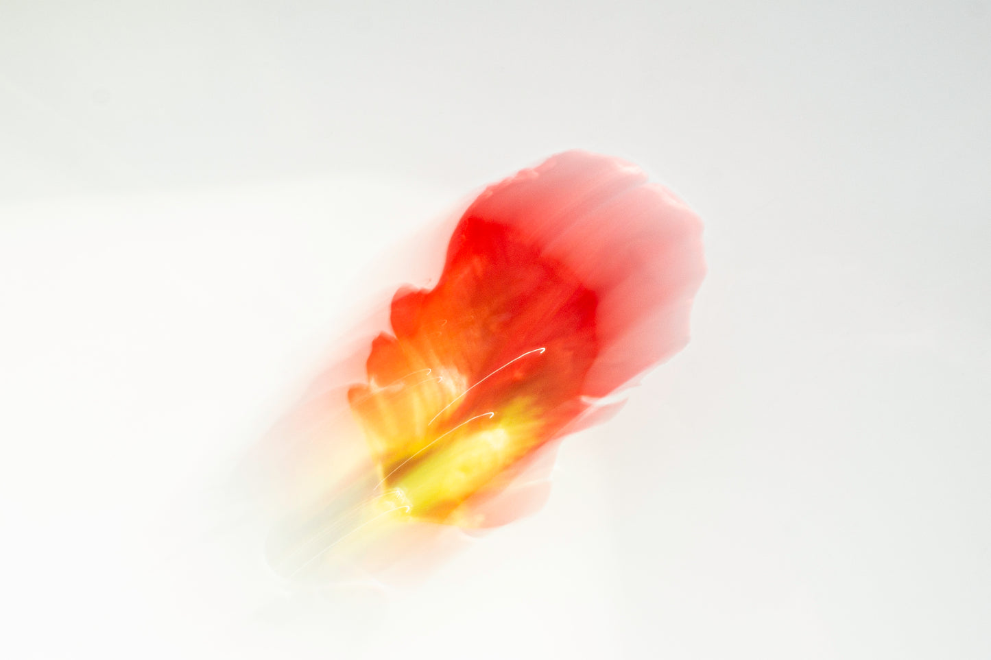 Limited edition print. Red tulip leave 1