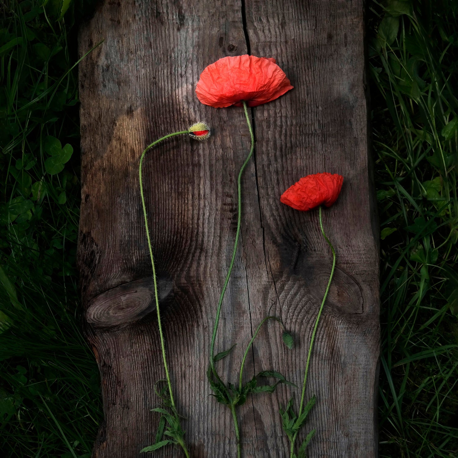 Red Poppies