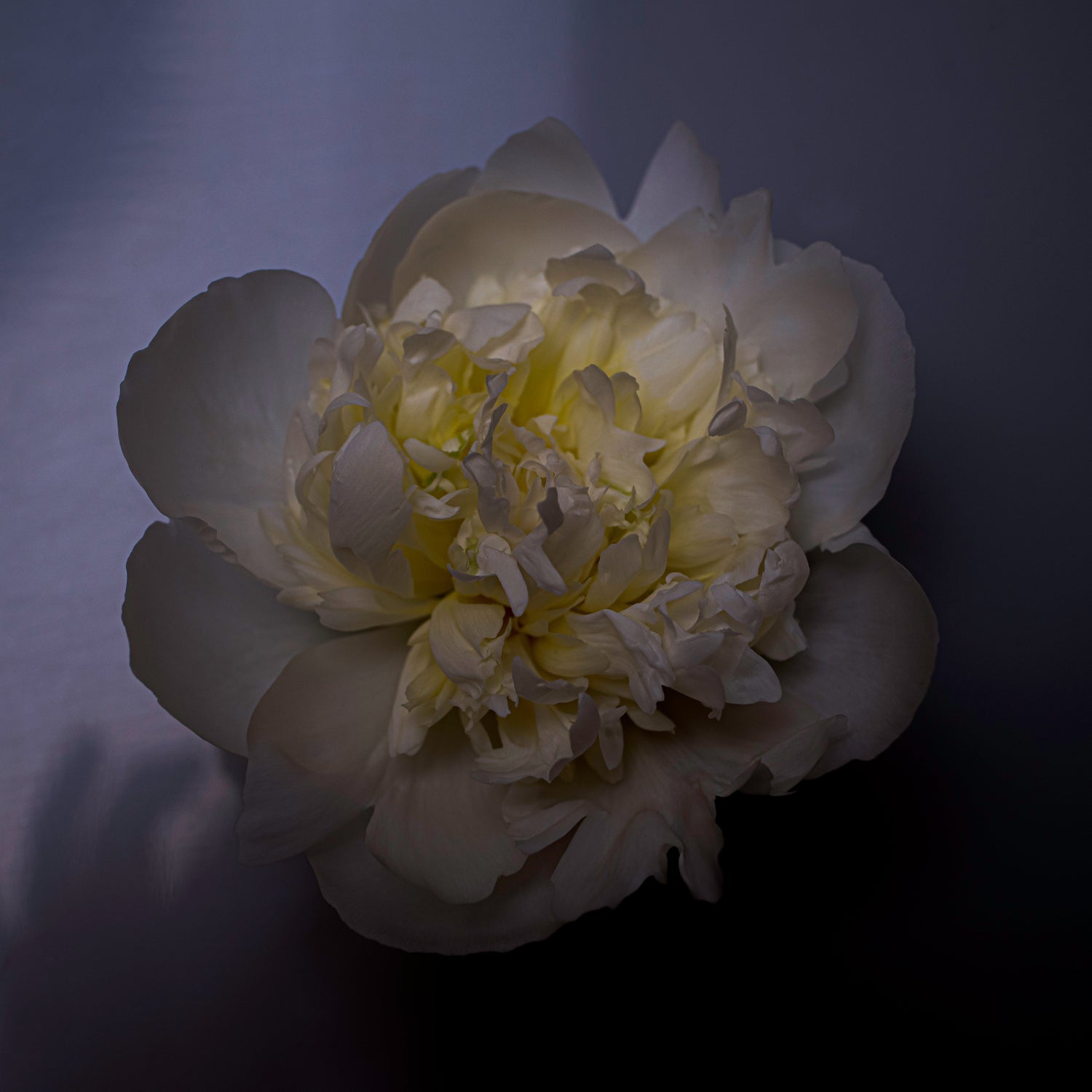 white peony