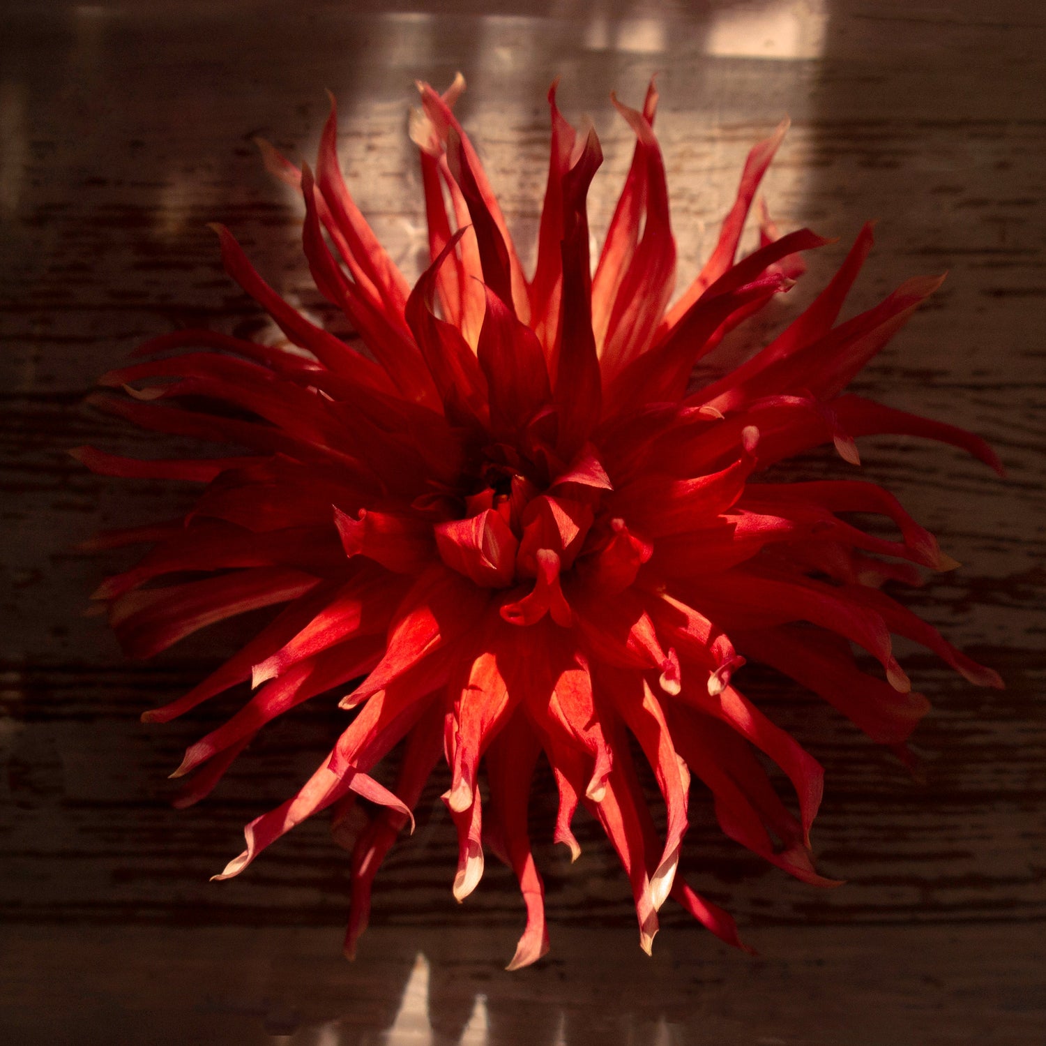 red dahlia