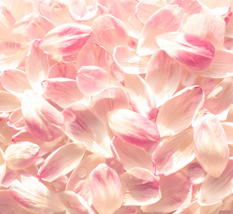 Pink tulips