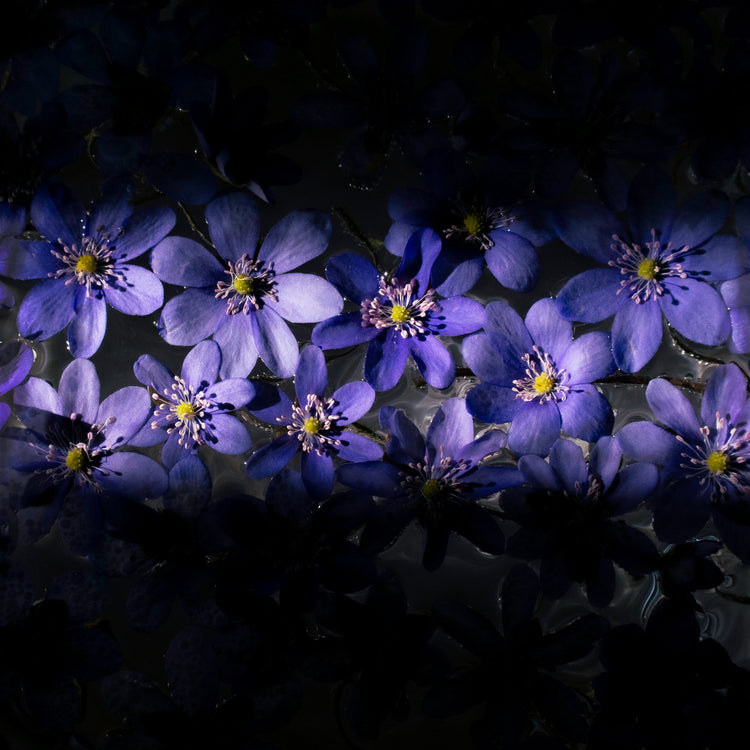 Blue Hepatica