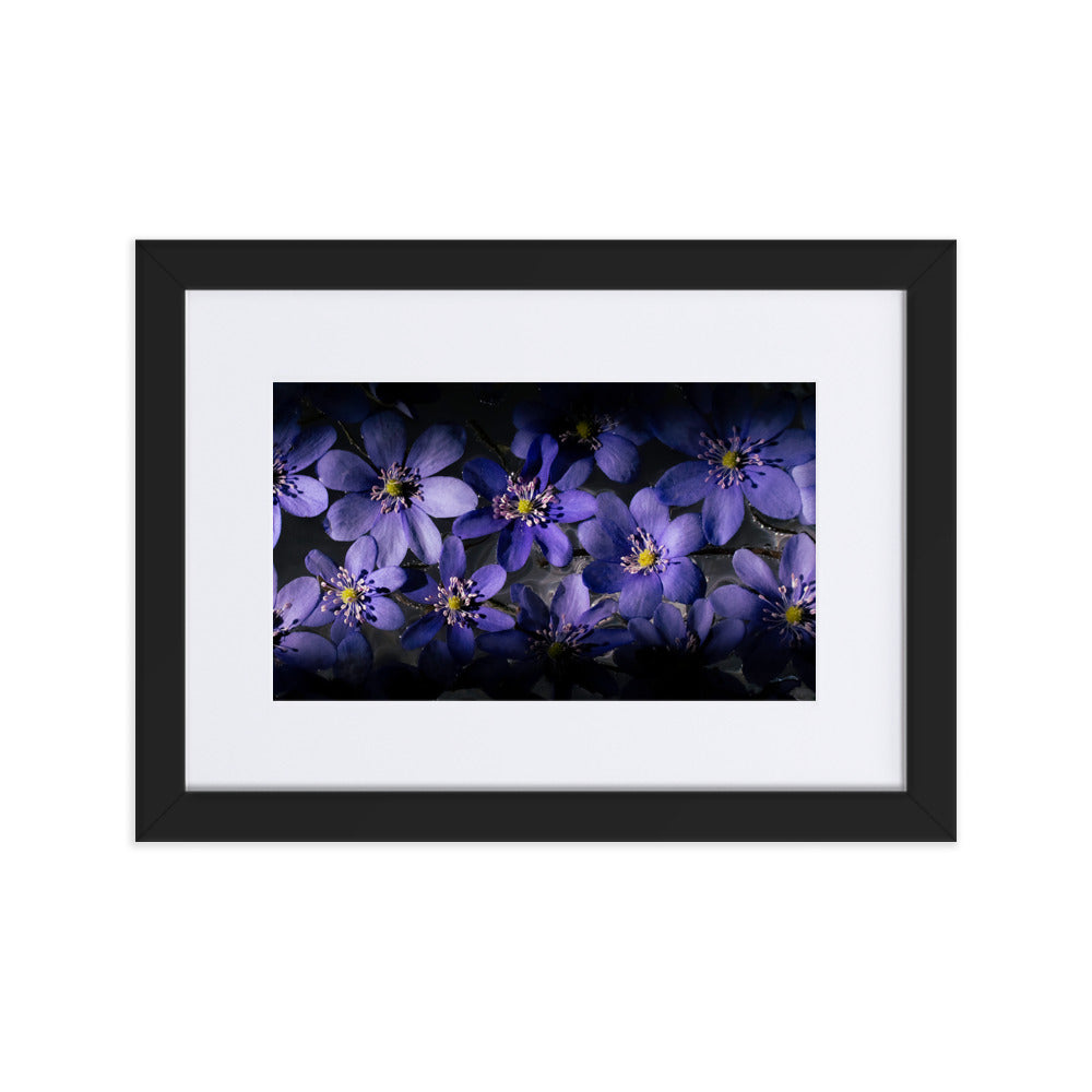 Blue Hepatica Matte Paper Framed Poster With Mat