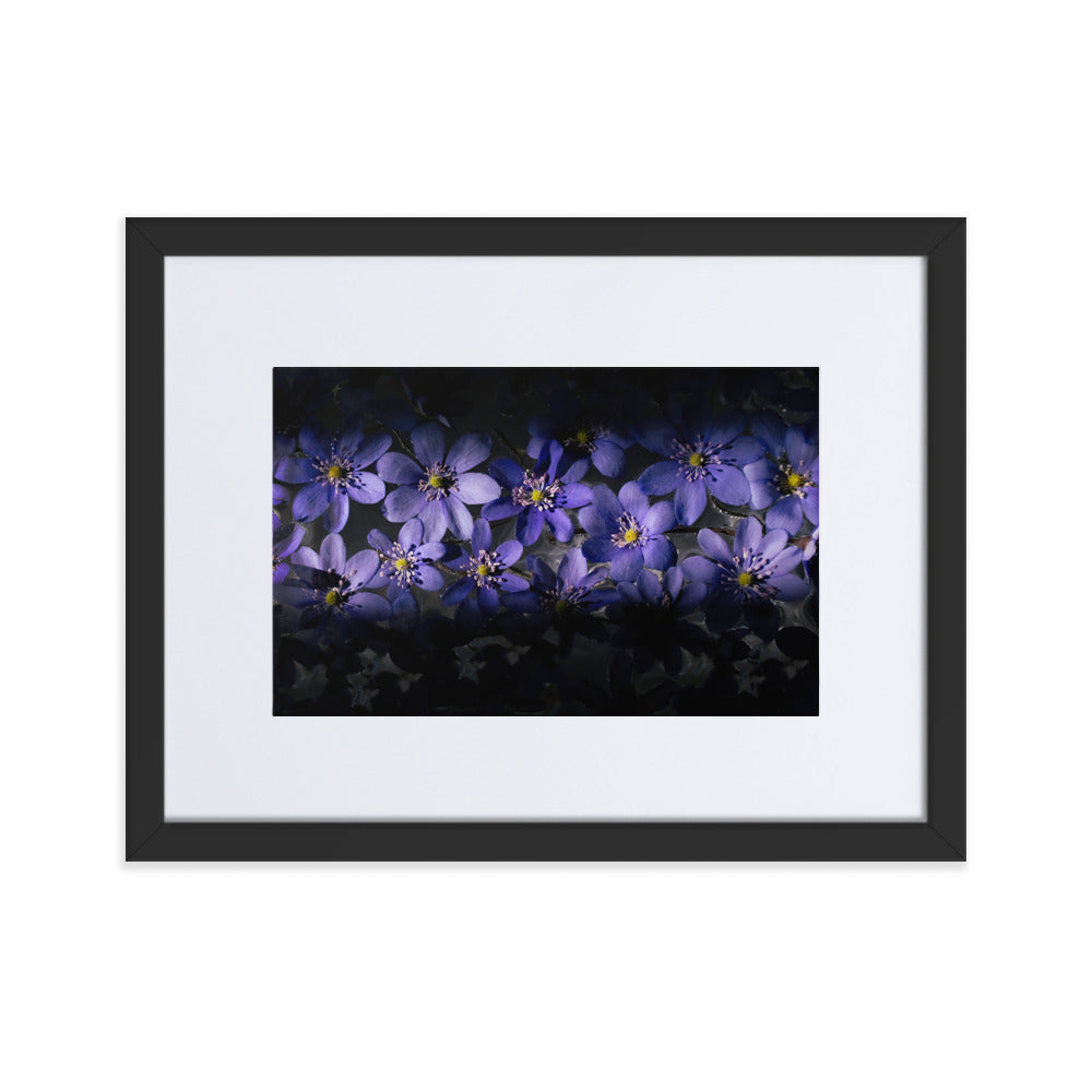 Blue Hepatica Matte Paper Framed Poster With Mat