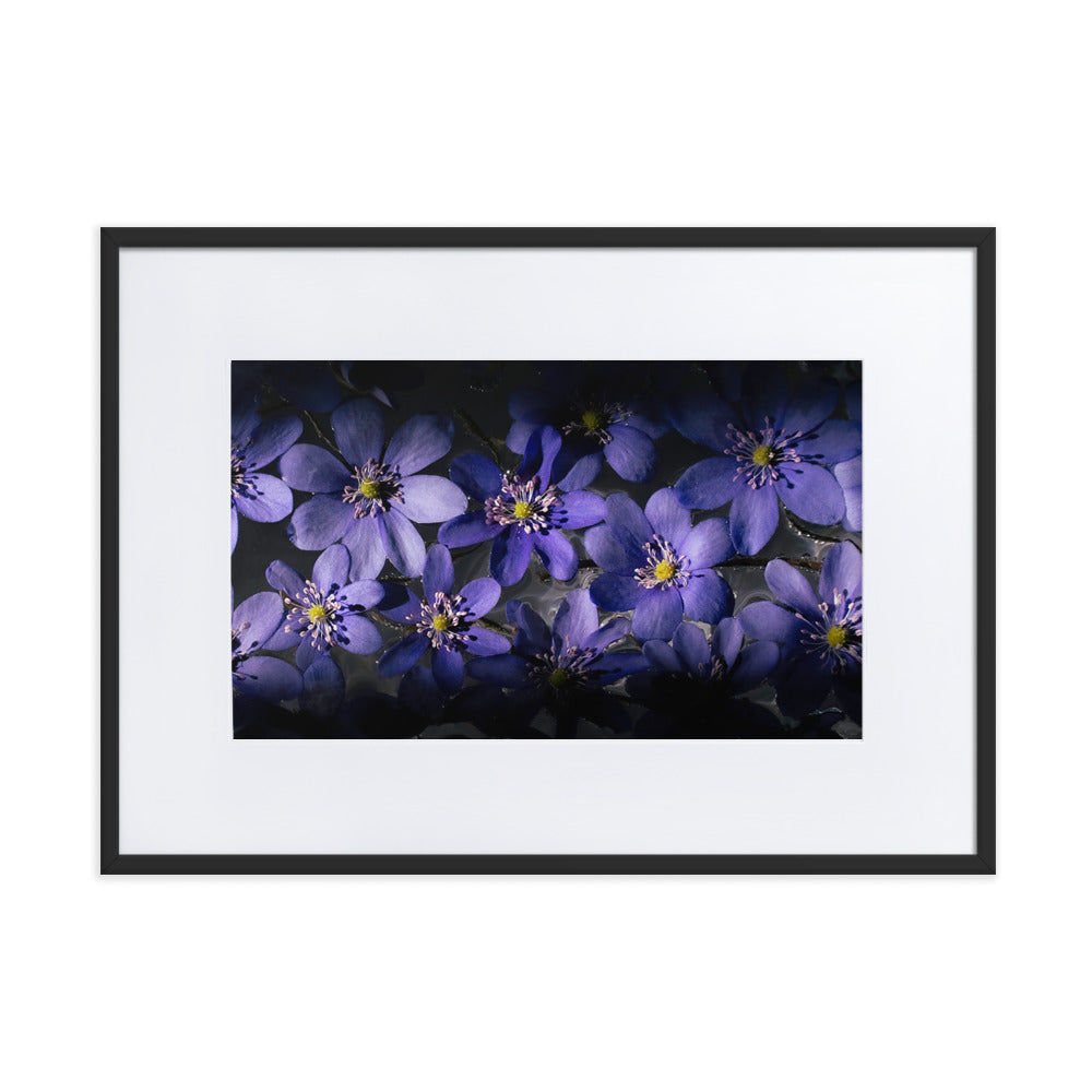 Blue Hepatica Matte Paper Framed Poster With Mat